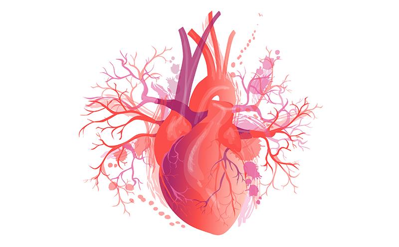 Acoramidis boosts clinical outcomes in ATTR-CM