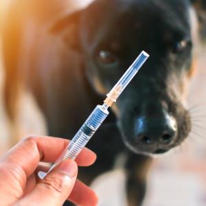 An update on rabies post-exposure prophylaxis