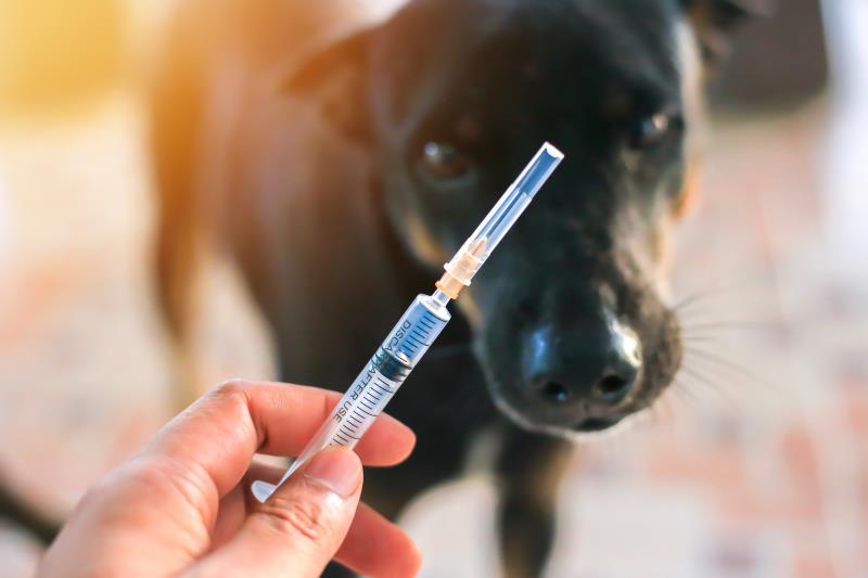 An update on rabies post-exposure prophylaxis