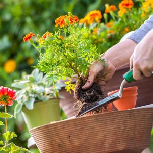 Home gardening boosts mental resilience during pandemic lockdown