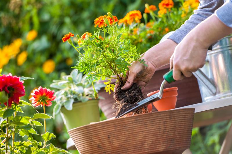 Home gardening boosts mental resilience during pandemic lockdown