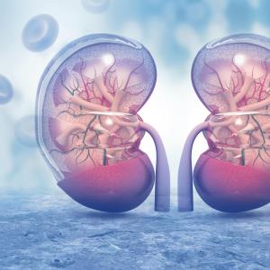 Belimumab improves renal response in lupus nephritis