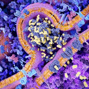 Inflammatory biomarkers may pinpoint people at high-risk of psychiatric disorders