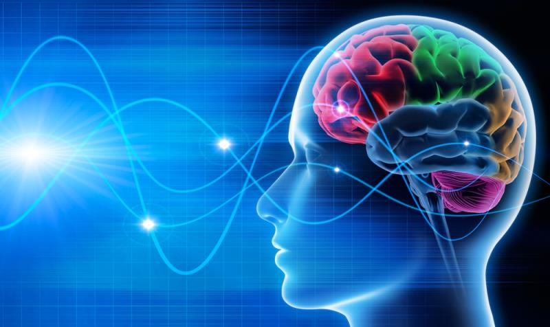 Diet-induced weight loss tied to altered brain connectivity, hunger in people with obesity