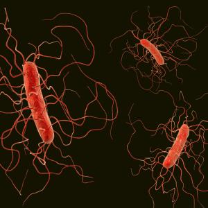 Clostridium difficile infection reduces survival in patients undergoing alloHCT