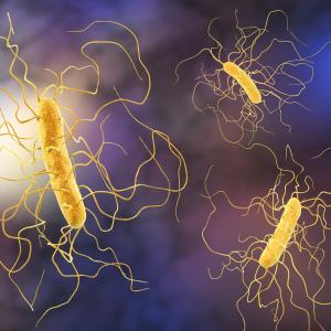 Faecal microbiota transplant safe, effective for recurrent CDI