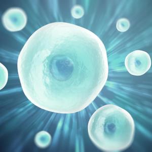 Autologous stem cell transplant poses slight second malignancy risk to MM patients