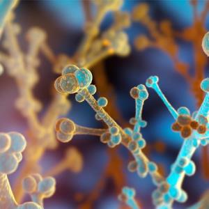 Sixth major Candida auris clade discovered