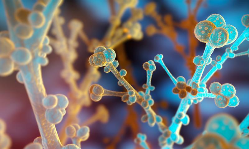 Sixth major Candida auris clade discovered