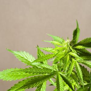 Cannabis improves motility in patients undergoing esophageal manometry