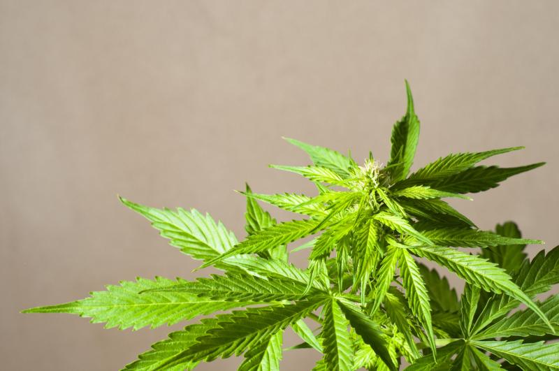 Cannabis use may improve motility in patients undergoing esophageal manometry