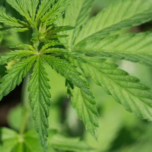 Overuse of medical cannabis may worsen pain