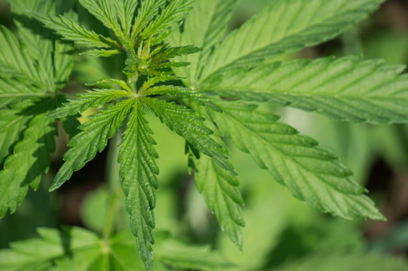 Australian lawmakers are looking into legalising marijuana for medical purposes, following the cue of Mexico.