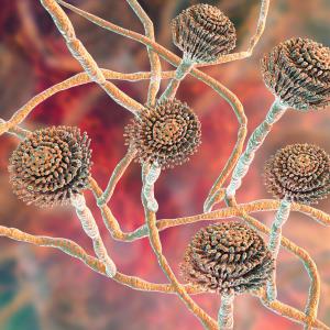 Caspofungin may prevent invasive fungal disease in kids/AYAs with AML