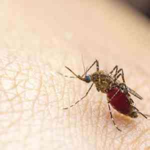 Chikungunya and dengue: Which is which?