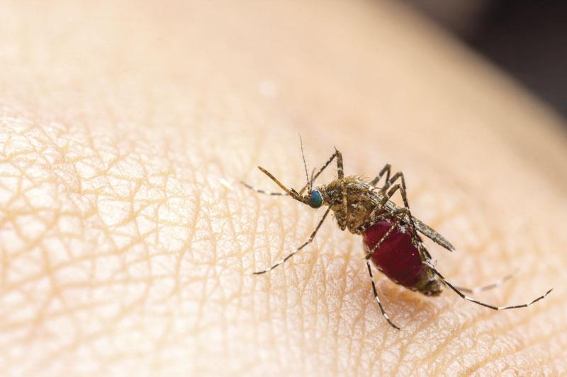 (JM country specific)Chikungunya and dengue: Which is which?