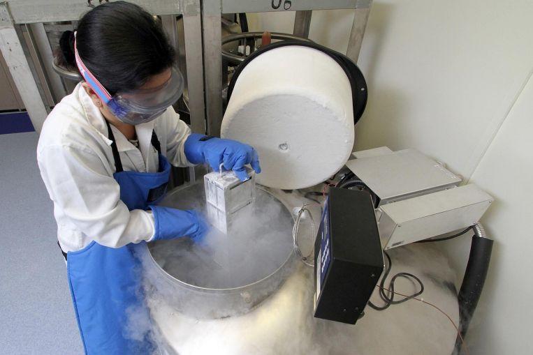 A cord blood unit is stored in a cryopreservation tank until there is request for clinical use. Photo credit: The Straits Tim