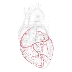 CABG most effective for multivessel disease among diabetics in FREEDOM trial