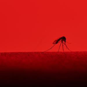 Which factors can help predict plasma leakage in dengue patients?