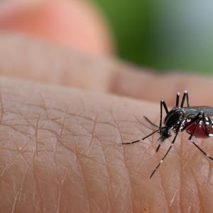 Dengue infection tied to raised leukaemia risk