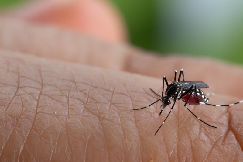 Dengue infection tied to raised leukaemia risk