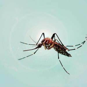 Dengue does not disappear in the COVID-19 pandemic