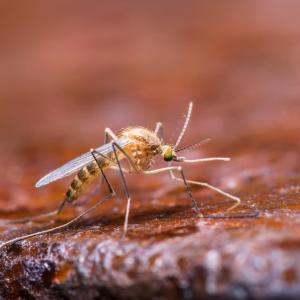 Lack of access to water reveals dengue hotspots in megacities