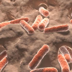 E. coli, S. agalactiae afflict most infants with invasive bacterial infections