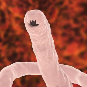 Emodepside takes on hookworm infections with high efficacy but increased AEs