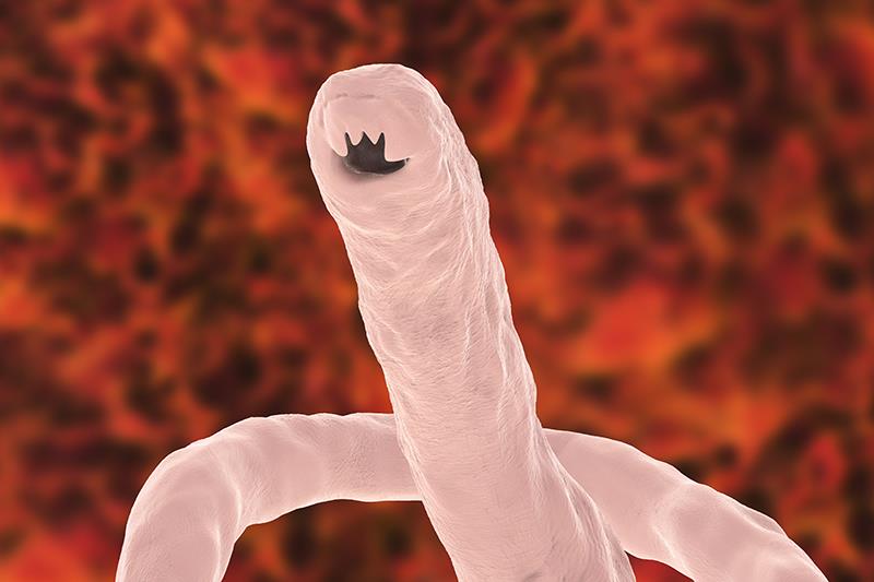 Emodepside takes on hookworm infections with high efficacy but increased AEs