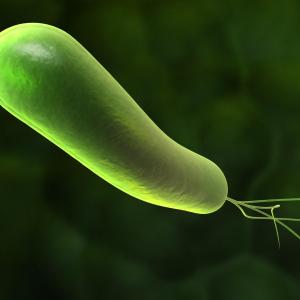 Rifabutin-based triple therapy wipes out H. pylori in infected patients