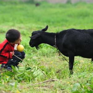 Farm dust exposure may reduce risk of asthma in children