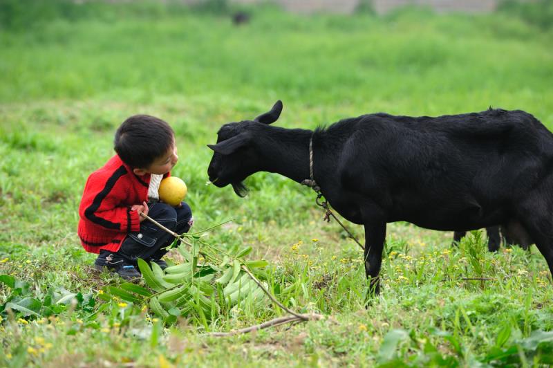 Farm dust exposure may reduce risk of asthma in children