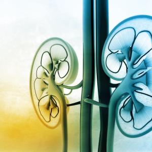 Reduced kidney function, urine output tied to kidney nonrecovery in COVID-19 patients