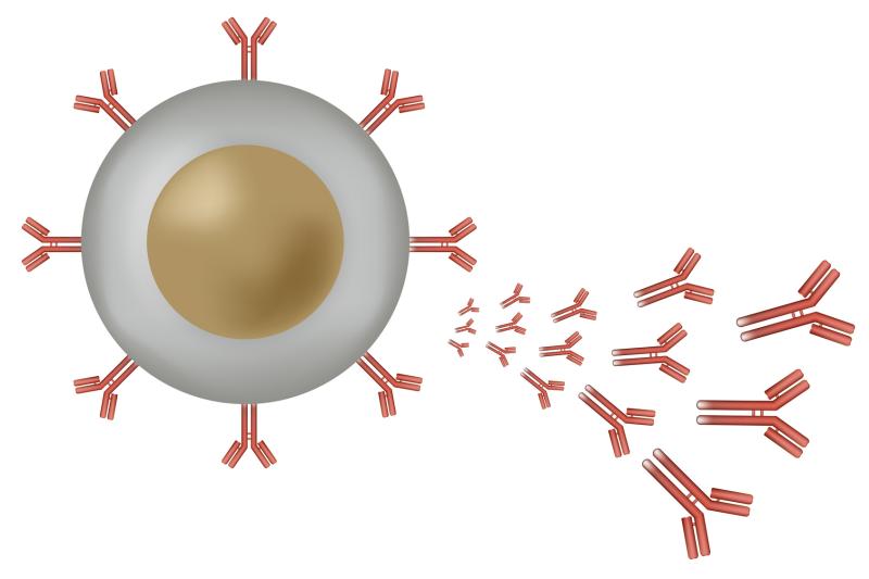 B-cells remember COVID-19, protect against reinfection