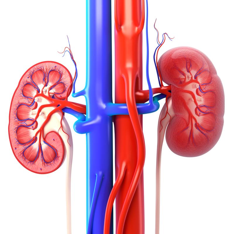 Kidney drug may reduce stone recurrence in cystinuria patients