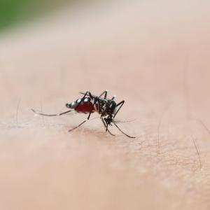 Artemisinin-based combination therapy effective against asymptomatic malaria