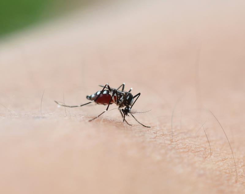 Artemisinin-based combination therapy effective against asymptomatic malaria