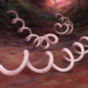 One BPG dose may be enough to treat syphilis, regardless of HIV status