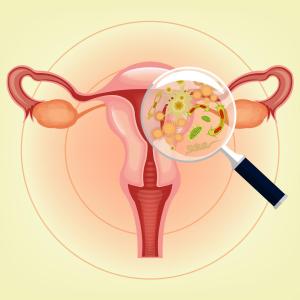 Cultivable vaginal Lactobacillus not linked to fecundability