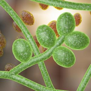 Voriconazole safe, effective in leukaemic patients with fungal infections