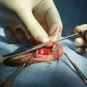 Fibrin glue matches suture repair for peripheral nerve repair