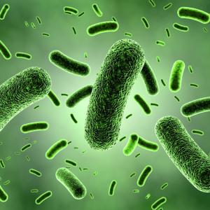 Gene-edited probiotics combat C. difficile in gut