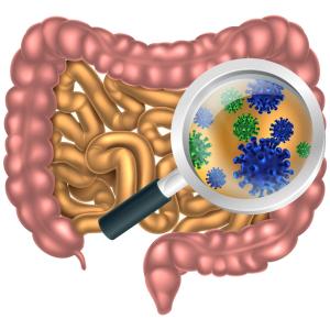 Childhood gut microbiome affects toddler’s social behaviour