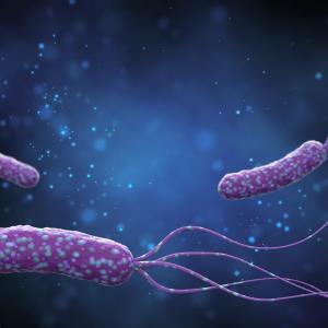 Modified dual therapy on par with recommended regimen in H. pylori infection