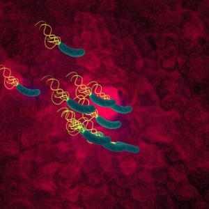 10-day more efficient than 14-day nonbismuth quadruple therapy for H. pylori eradication