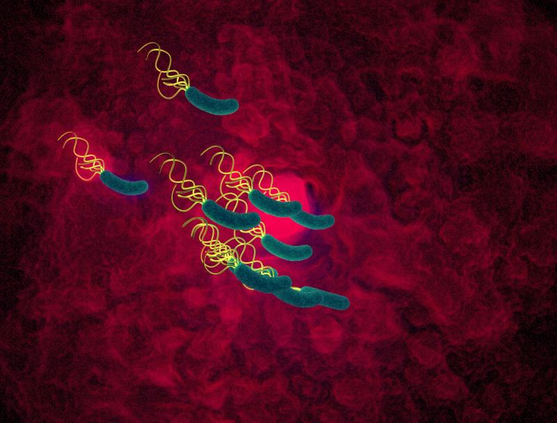 10-day more efficient than 14-day nonbismuth quadruple therapy for H. pylori eradication