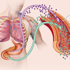 High-dose semaglutide improves glucose metabolism outcomes in overweight/obese patients with T2D