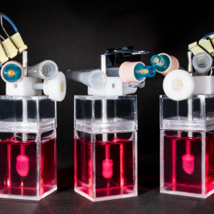 Human heart-in-a-jar to revolutionize HFpEF drug development