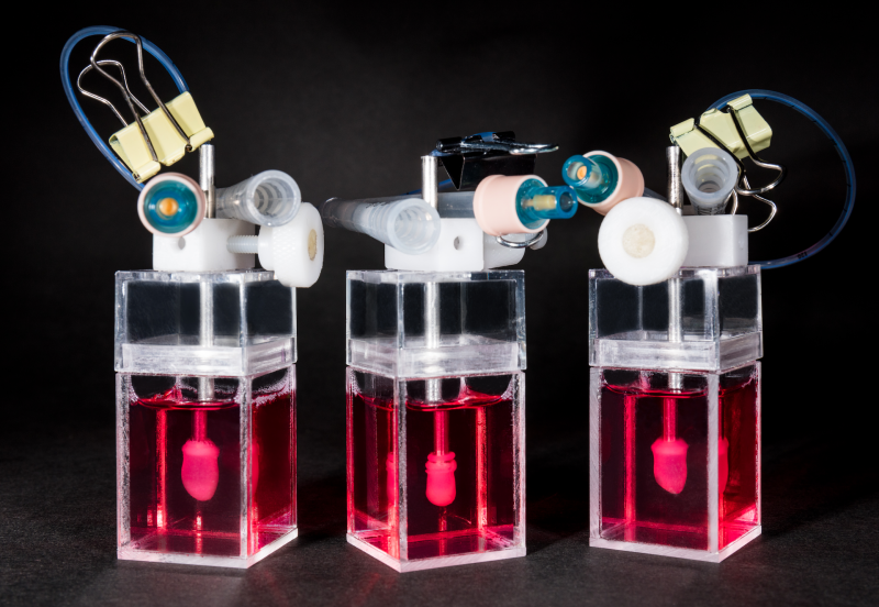 Human heart-in-a-jar to revolutionize HFpEF drug development